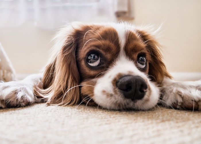 Best Flooring for Dogs: A Pet Owner's Guide